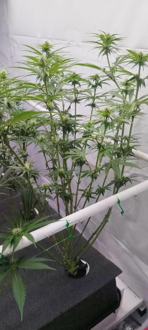 Green Poison @ Nirvana Seeds
