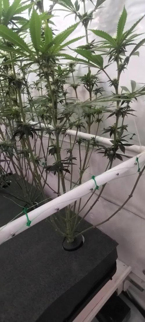Green Poison @ Nirvana Seeds