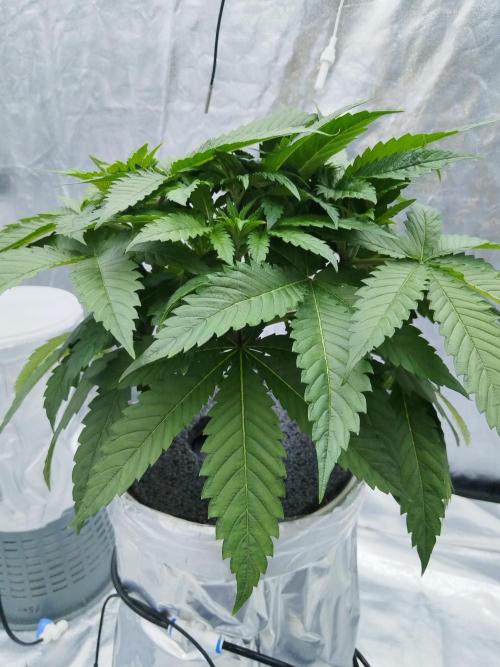 Candy Kush @ Nirvana Seeds. Week 4 - Day 29
