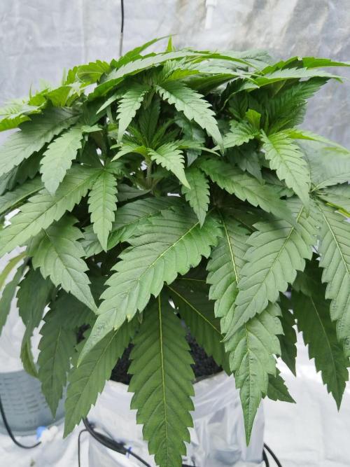 Candy Kush @ Nirvana Seeds. Week 4 - Day 30
