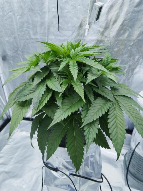 Candy Kush @ Nirvana Seeds. Week 4 - Day 31