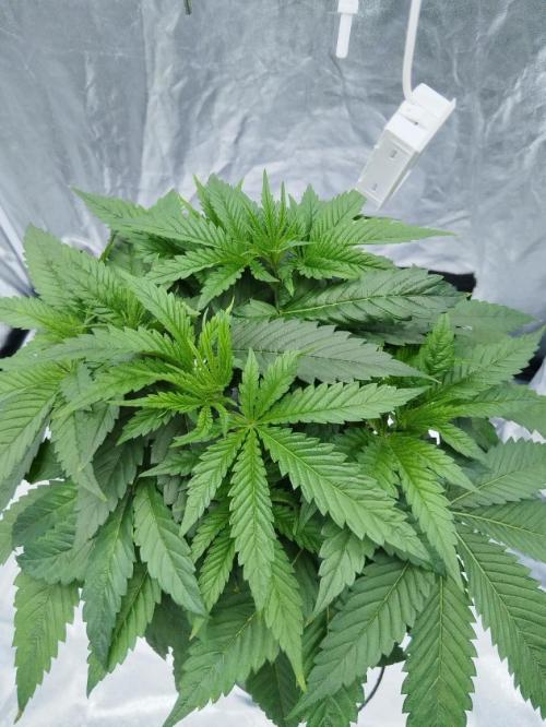 Candy Kush @ Nirvana Seeds. Week 4 - Day 31