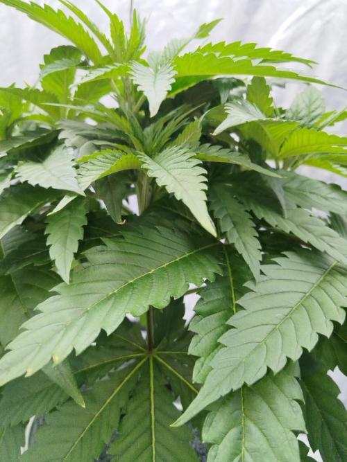 Candy Kush @ Nirvana Seeds. Week 4 - Day 31