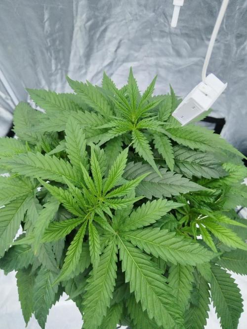Candy Kush @ Nirvana Seeds. Week 4 - Day 32