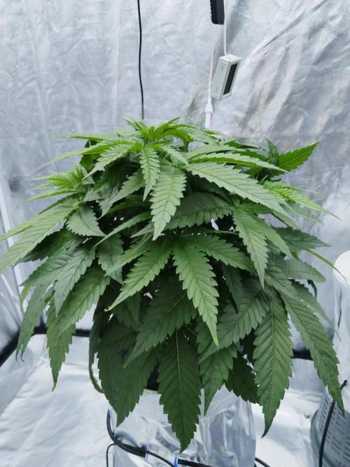 Candy Kush @ Nirvana Seeds. Week 4 - Day 32