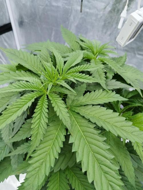 Candy Kush @ Nirvana Seeds. Week 4 - Day 32