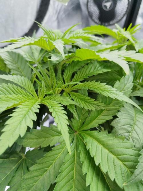 Candy Kush @ Nirvana Seeds. Week 4 - Day 32