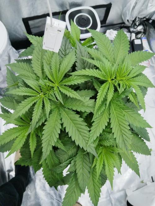 Candy Kush @ Nirvana Seeds. Week 4 - Day 32