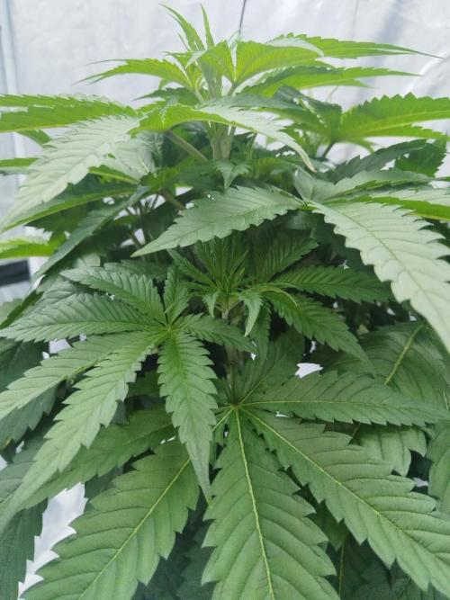 Candy Kush @ Nirvana Seeds. Week 4 - Day 33