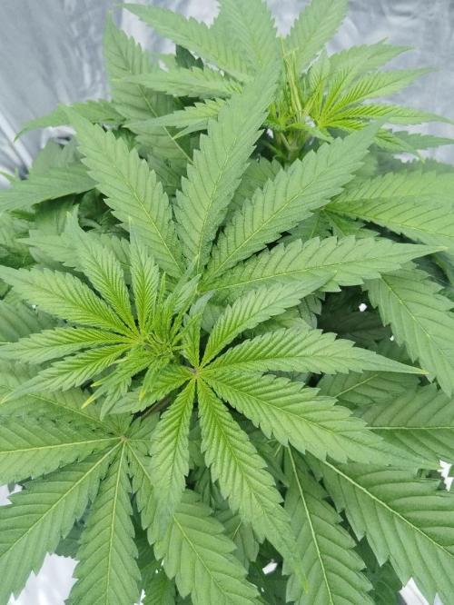 Candy Kush @ Nirvana Seeds. Week 4 - Day 33