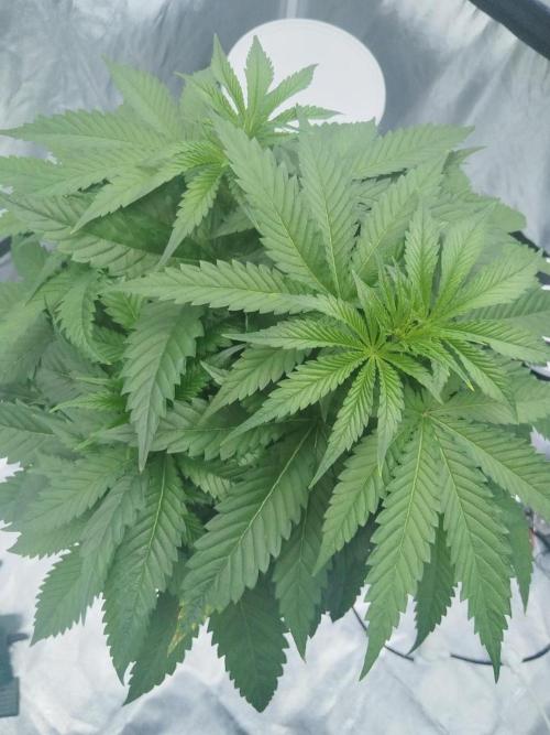 Candy Kush @ Nirvana Seeds. Week 4 - Day 33