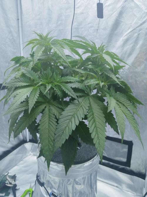 Candy Kush @ Nirvana Seeds. Week 4 - Day 33
