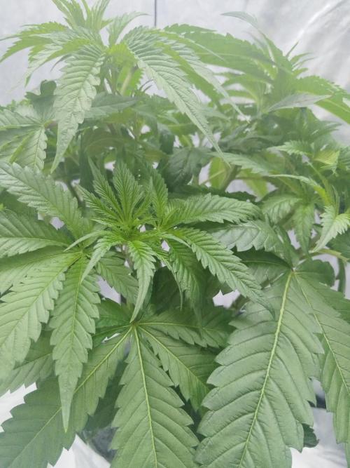 Candy Kush @ Nirvana Seeds. Week 4 - Day 33