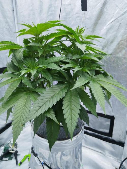 Candy Kush @ Nirvana Seeds. Week 4 - Day 34