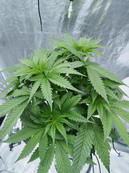 Candy Kush @ Nirvana Seeds. Week 4 - Day 34