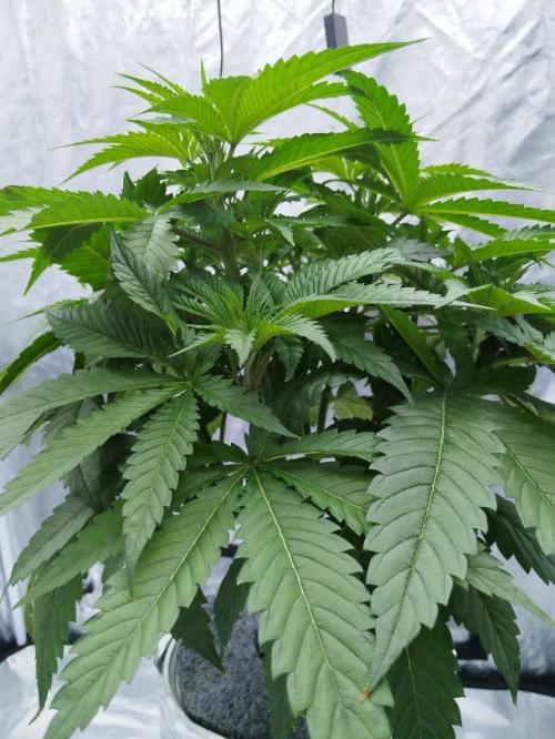Candy Kush @ Nirvana Seeds. Week 4 - Day 34