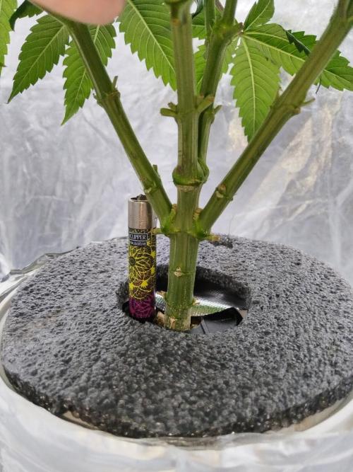 Candy Kush @ Nirvana Seeds. Week 4 - Day 34