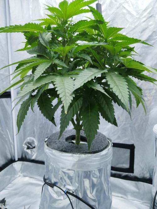 Candy Kush @ Nirvana Seeds. Week 4 - Day 34