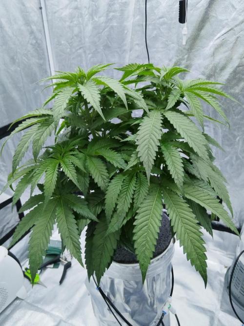 Candy Kush @ Nirvana Seeds. Week 4 - Day 35