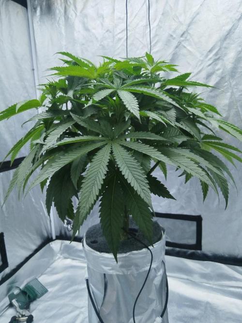 Candy Kush @ Nirvana Seeds. Week 4 - Day 35