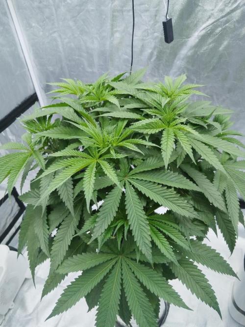 Candy Kush @ Nirvana Seeds. Week 4 - Day 35