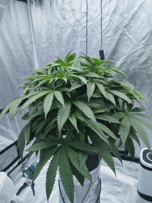 Candy Kush @ Nirvana Seeds. Week 4 - Day 35