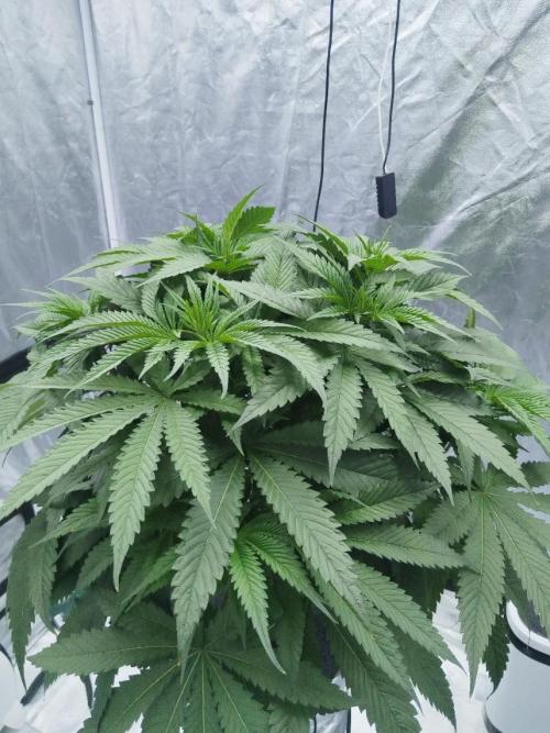 Candy Kush @ Nirvana Seeds. Week 4 - Day 35