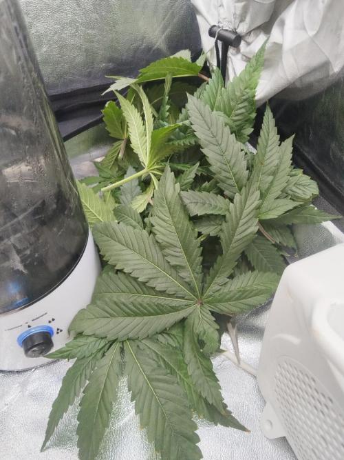 Candy Kush @ Nirvana Seeds. Week 4 - Day 35