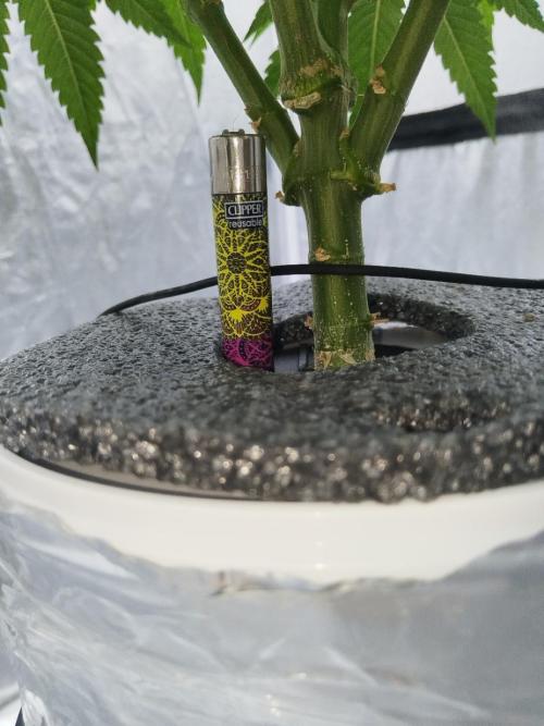 Candy Kush @ Nirvana Seeds. Week 5 - Day 36
