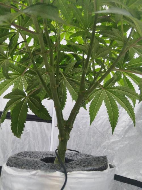 Candy Kush @ Nirvana Seeds. Week 5 - Day 36
