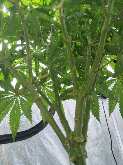 Candy Kush @ Nirvana Seeds. Week 5 - Day 36
