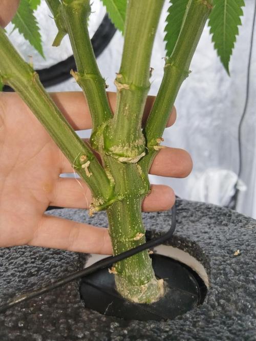 Candy Kush @ Nirvana Seeds. Week 5 - Day 36
