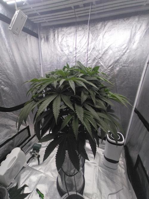 Candy Kush @ Nirvana Seeds. Week 5 - Day 36

