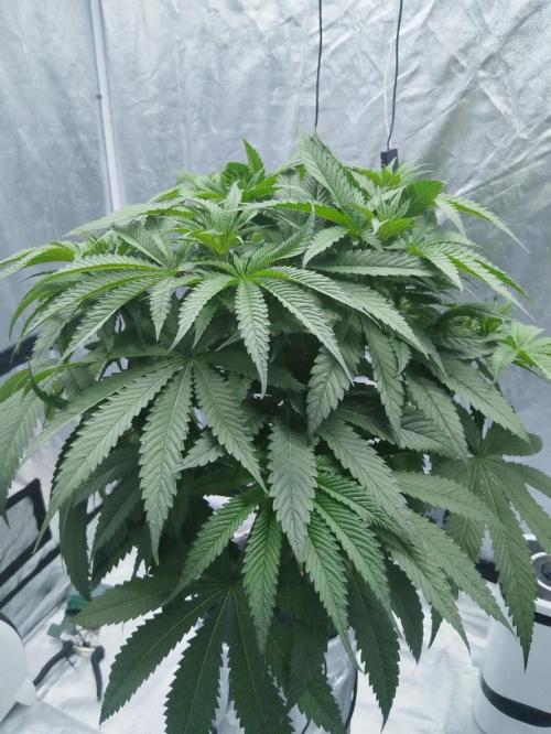 Candy Kush @ Nirvana Seeds. Week 5 - Day 36
