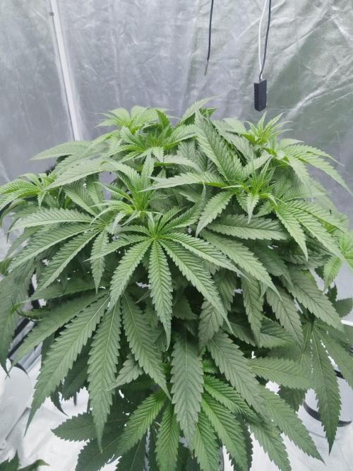 Candy Kush @ Nirvana Seeds. Week 5 - Day 36
