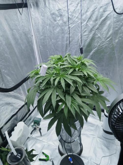 Candy Kush @ Nirvana Seeds. Week 5 - Day 36
