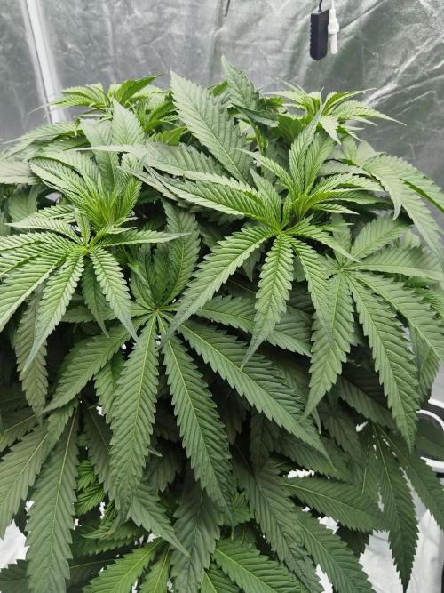 Candy Kush @ Nirvana Seeds. Week 5