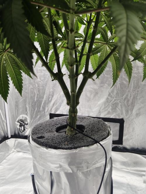 Candy Kush @ Nirvana Seeds. Week 5 - Day 36
