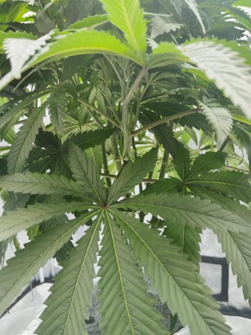 Candy Kush @ Nirvana Seeds. Week 5 - Day 36
