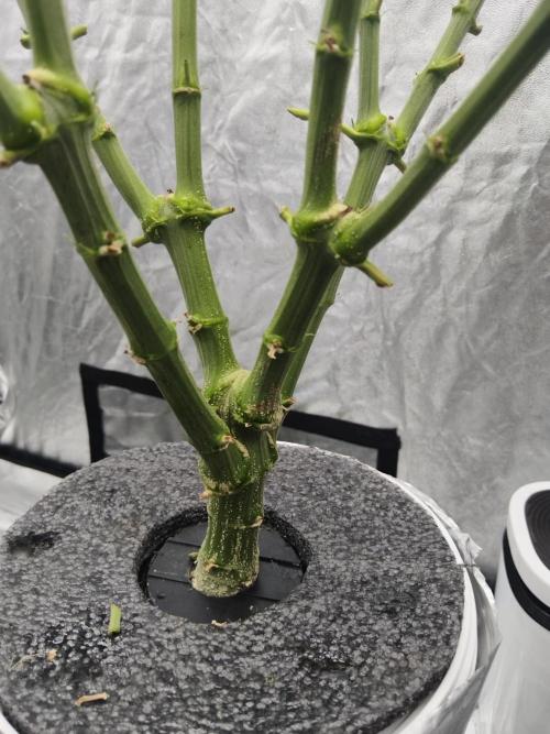 Candy Kush @ Nirvana Seeds. Week 5 - Day 37
