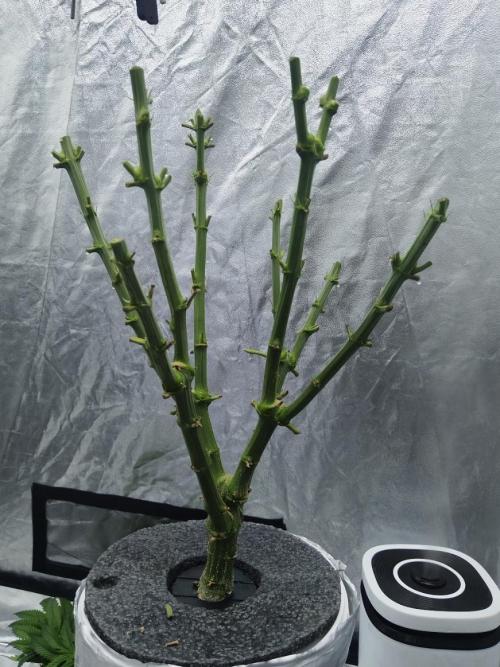 Candy Kush @ Nirvana Seeds. Week 5 - Day 37
