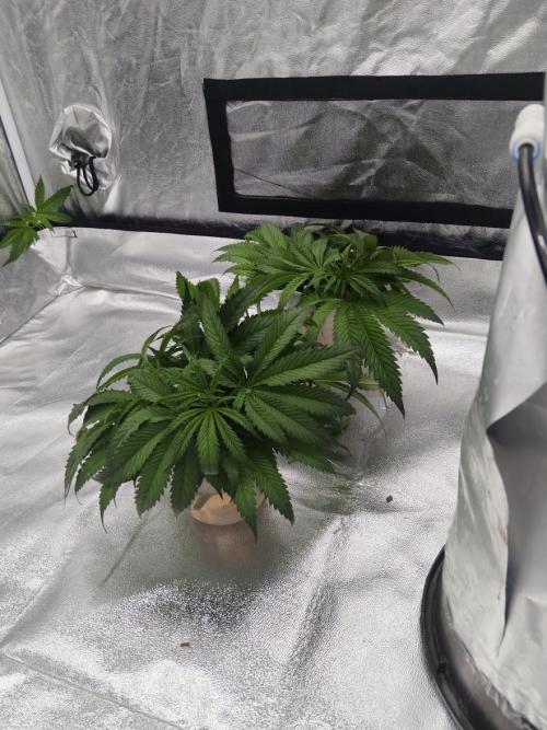 Candy Kush @ Nirvana Seeds. Week 5 - Day 37
Cuts
