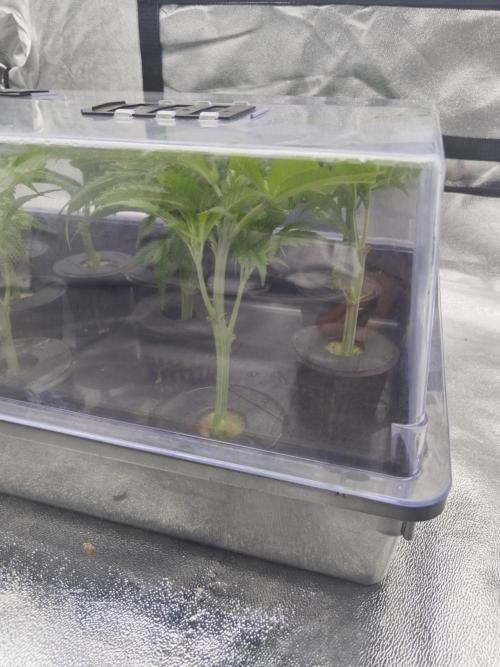 Candy Kush @ Nirvana Seeds. Week 5 - Day 37
Cuts