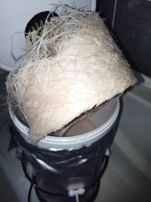 Candy Kush @ Nirvana Seeds. Week 5 - Day 37
Root