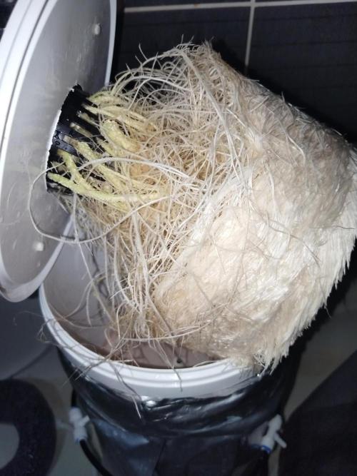 Candy Kush @ Nirvana Seeds. Week 5 - Day 37
Root