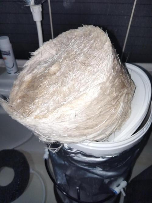 Candy Kush @ Nirvana Seeds. Week 5 - Day 37
Root