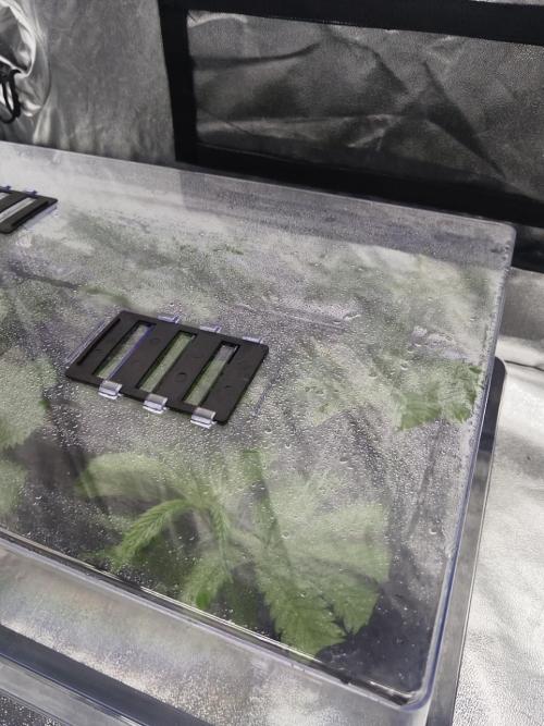 Candy Kush @ Nirvana Seeds. Week 5 - Cuts Day 5
