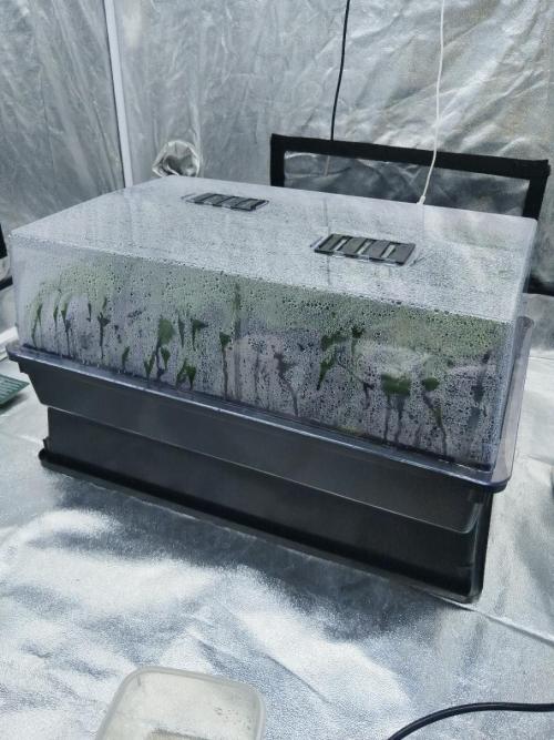 Candy Kush @ Nirvana Seeds. Week 5 - Cuts Day 5
