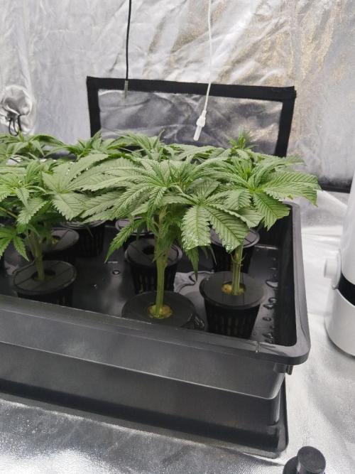 Candy Kush @ Nirvana Seeds. Week 6 - Cuts Day 7