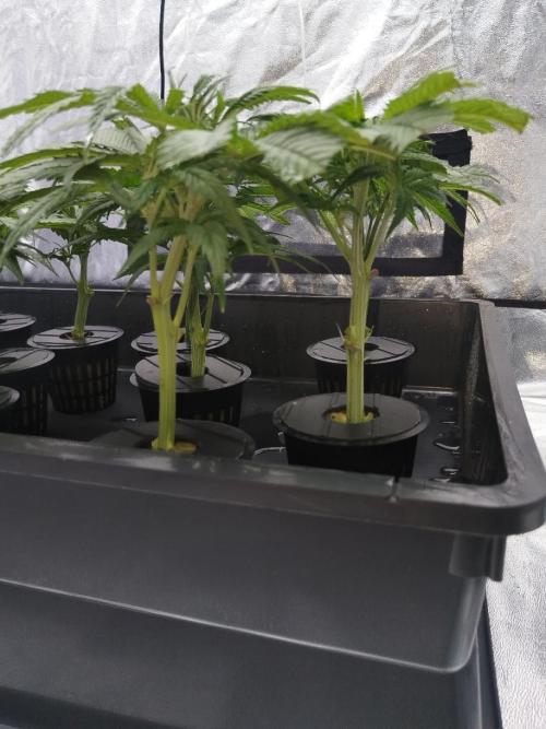 Candy Kush @ Nirvana Seeds. Week 6 - Cuts Day 7